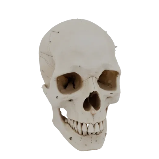 Joint Skull 3D model, three-quarter front view, AR viewer studio render, showing bone surfaces, skeletal landmarks.