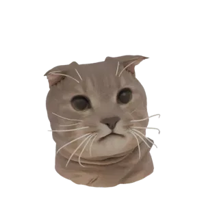 Modello 3D della testa di un gatto Scottish Fold, che mostra le sue orecchie piegate, grandi occhi e delicati baffi.