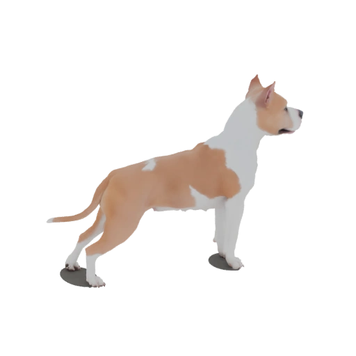 American Staffordshire Terrier 3D Model