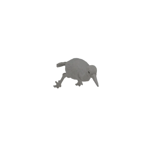 Kiwi Bird 3D Model
