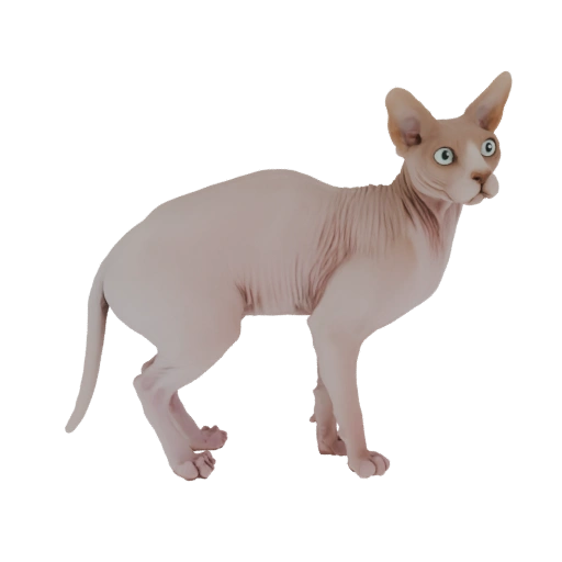 Sphynx Cat 3D Model