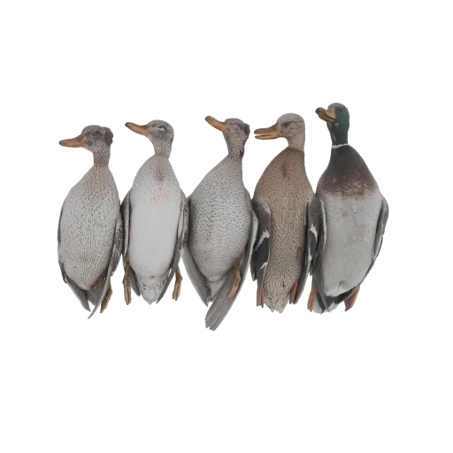 Five Duck Decoys