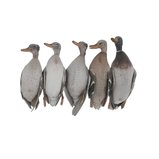 A 3D model render of five realistic duck decoys arranged together, with detailed textures and natural poses.