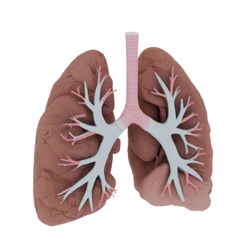 Healthy Lung 3D model, side profile view, technical viewport render, showing soft tissue colors, organ silhouette.
