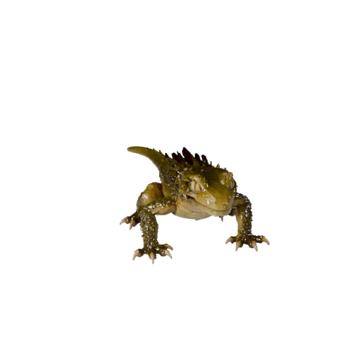 Modèle 3D de Gecko Low Poly - Asset de Jeu Unity avec FBX | Libre de Droits