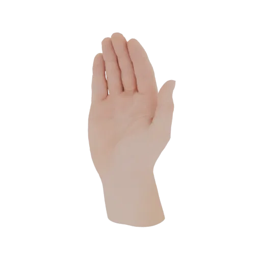 A realistic 3D model of a human hand, shown from the palm side with fingers slightly spread.