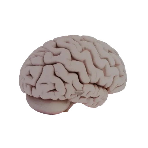 Teaching Brain High Poly 3D model, close-up studio render, showing soft tissue colors, organ silhouette.