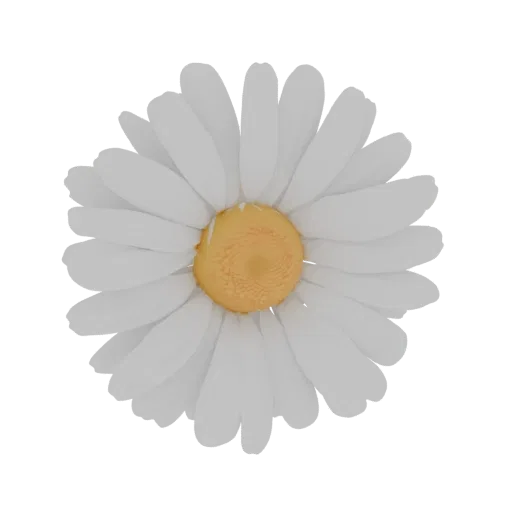 A detailed 3D render of a single daisy flower with white petals and a yellow center, isolated on a white background.