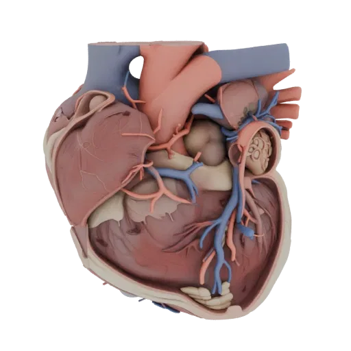 Cutaway Heart High Poly 3D model, close-up studio render, showing soft tissue colors, organ silhouette.