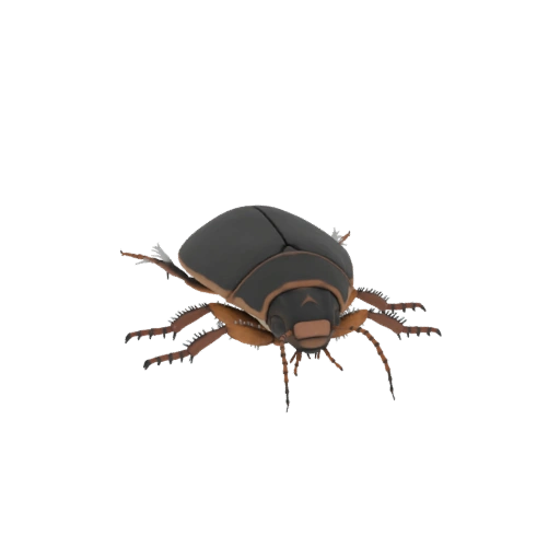 Realistic Water Beetle 3D Model
