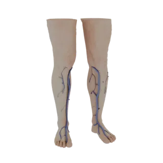 Un modèle 3D des jambes humaines, vue de face, avec le système veineux bleu clairement visible sous la peau.