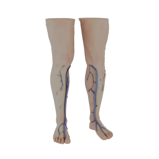 Un modello 3D delle gambe umane, vista frontale, con il sistema venoso blu chiaramente visibile sotto la pelle.