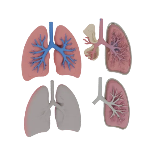 Vaskuläre Lunge druckbares 3D-Modell, isometrische STL-Renderung, zeigt weiche Gewebefarben, Organ-Silhouette.