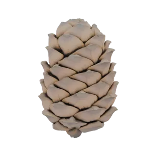 Un modèle 3D détaillé d'une pomme de pin avec des textures réalistes, montrant sa forme naturelle et le motif de ses écailles