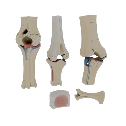 Human Joint Anatomy Kit Printable 3D model, isometric STL render, showing neutral educational colors, form detail.