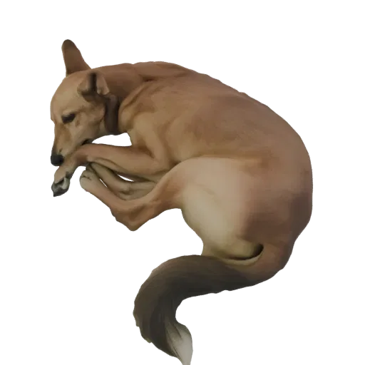 A 3D model of a tan dog sleeping, curled up with its head on its paws, against a white background.