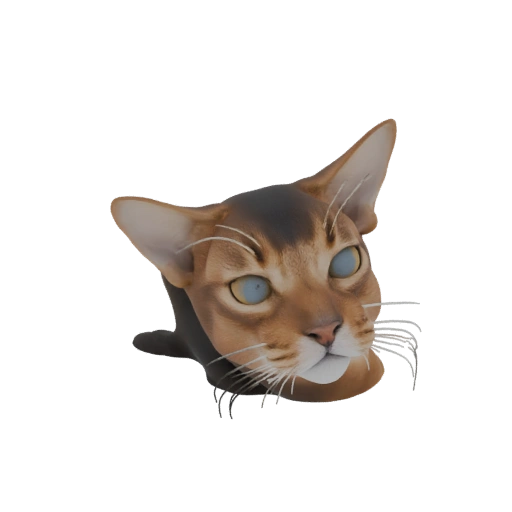 Tête de chat abyssin