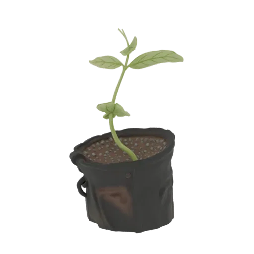 3D model of a young plant with light green leaves growing out of a dark fabric grow bag filled with soil and pebbles.