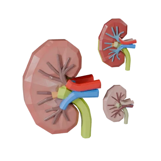 Vaskuläre Niere Low-Poly 3D-Modell, Spiel-Viewport-Dreiviertelansicht, zeigt Weichteilfarben, Organ-Silhouette.