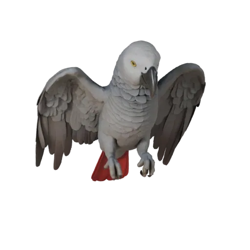 Modelo 3D realista de papagaio-cinzento-africano, render de vida selvagem em vista lateral, asset de animal pronto para anima