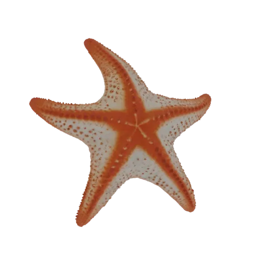 3D model of a starfish with orange and white coloration and a detailed, textured surface, set against a black background.