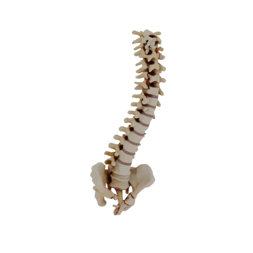 Spine Style Column 3D model, three-quarter front view, AR viewer studio render, showing bone surfaces, form detail.