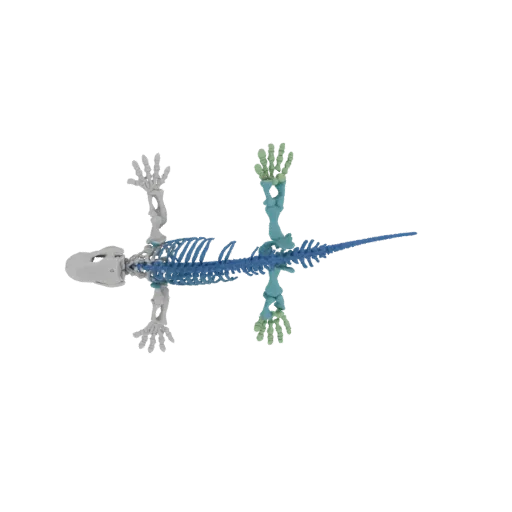 Top-down view of a 3D model of a reptilian skeleton, with skull and forelimbs in gray, spine and hindlimbs in blue, and digits in green.