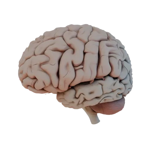 Modelo 3D Realista Cérebro de Ensino, renderização de estúdio em três quartos, mostrando cores de tecidos moles, silhueta do
