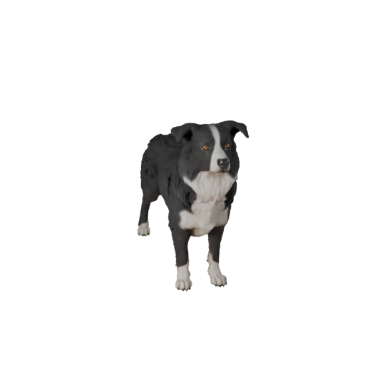 Border Collie Hund 3D Modell für Unity - Spielfertiges Asset, FBX