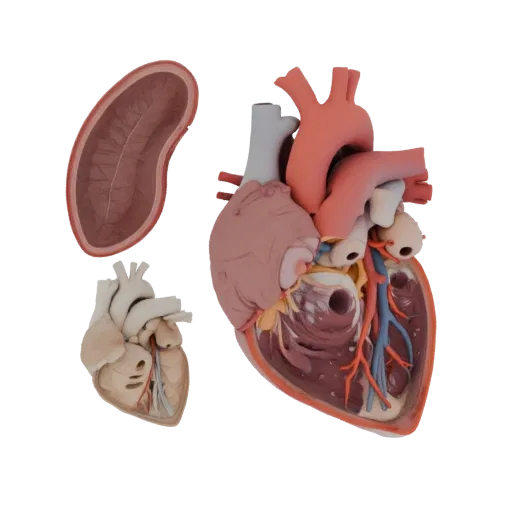 Vascular Heart Realistic 3D model, three-quarter studio render, showing soft tissue colors, organ silhouette.