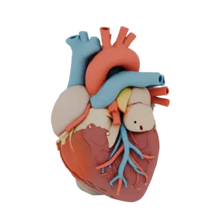 Modèle 3D de cœur humain avec artères et veines colorées, montrant la structure anatomique