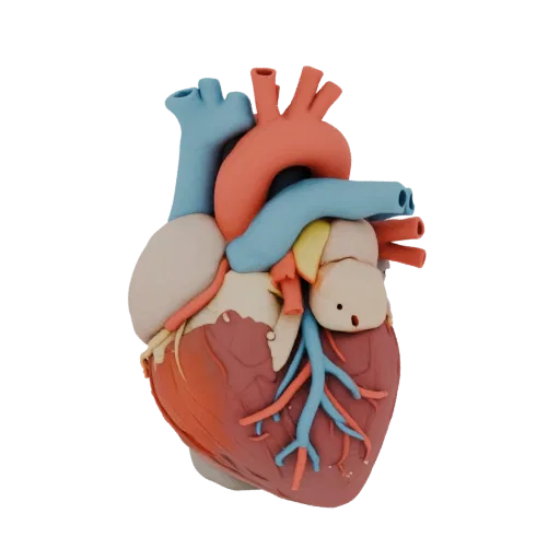 3D human heart model with brightly colored arteries and veins, showing anatomical structure