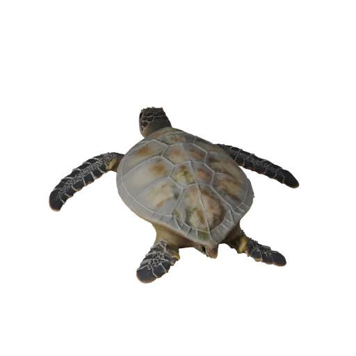 Sea Turtle 3D Model for Unity - Game Ready Asset, FBX | Royalty-Free