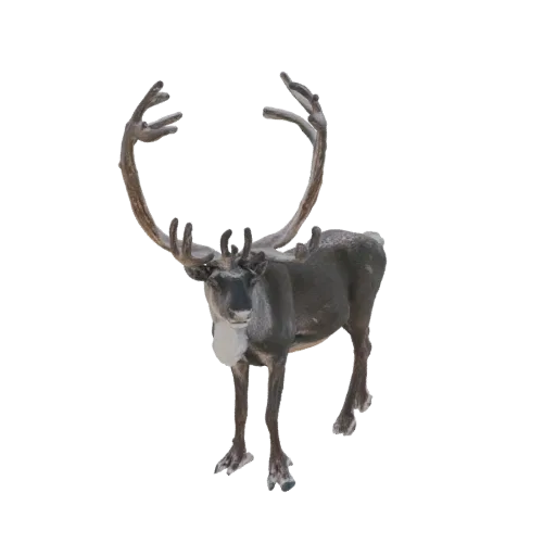 3D model of a majestic reindeer with large, curved antlers, standing and looking forward, against a black background.