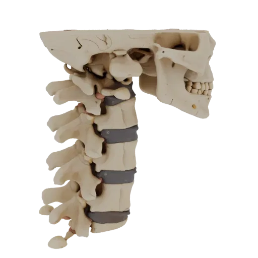 Skull Spine Column Realistic 3D model, three-quarter studio render, showing bone surfaces, skeletal landmarks.
