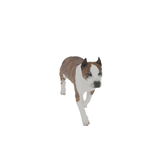 American Staffordshire Terrier 3D Model