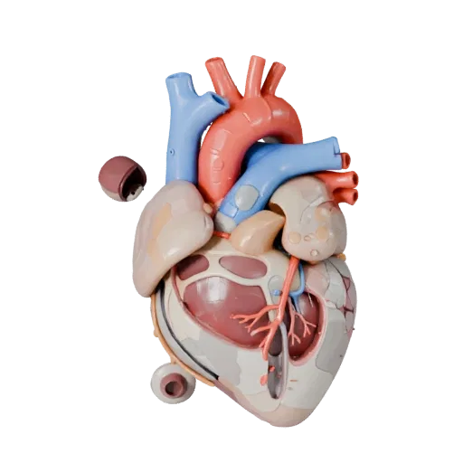 Healthy Heart Stylized 3D model, stylized isometric render, showing soft tissue colors, organ silhouette.