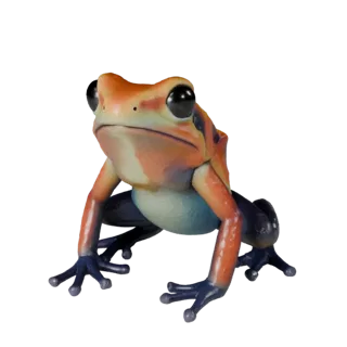 Realistic Poison Dart Frog 3D Model - Rigged PBR Asset for Games