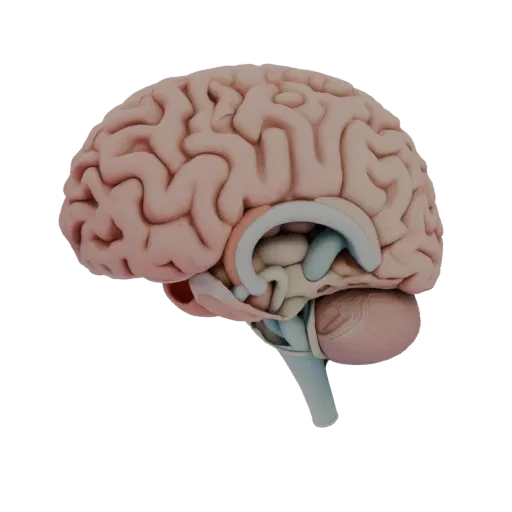 Modèle 3D Cerveau Pédagogique, vue trois-quarts avant, rendu studio visualiseur AR, montrant les couleurs des tissus mous, le