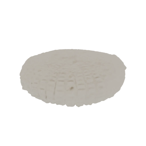 Sea Urchin Fossil