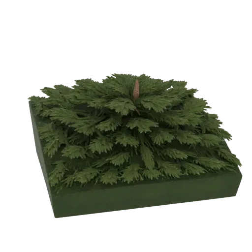 3D model of a miniature pine tree with green needles and a brown cone on a dark green square base, isolated on a black backgr