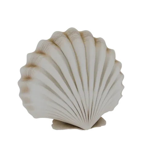A 3D model of a textured scallop shell, showcasing its ribbed surface and natural curves against a black background.