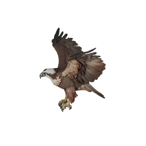 Modelo 3D Osprey, render de vida selvagem em vista lateral, asset animal pronto para Blender com direção de penas, lógica de