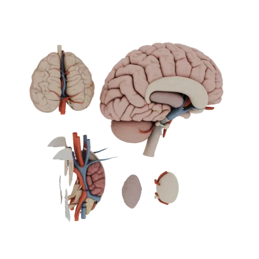 Vascular Brain 3D model, side profile view, technical viewport render, showing soft tissue colors, organ silhouette.