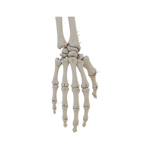 Modèle 3D de Phalanges Articulées, vue trois-quarts avant, rendu studio visualiseur AR, montrant les surfaces osseuses, les r