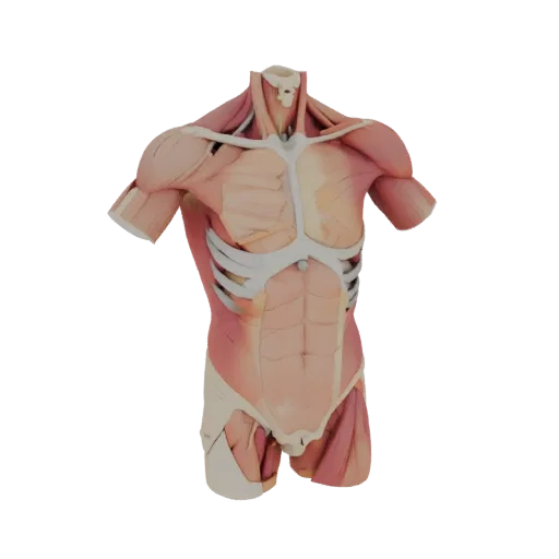 Human Torso Anatomy Kit High Poly 3D model, close-up studio render, showing neutral educational colors, form detail.