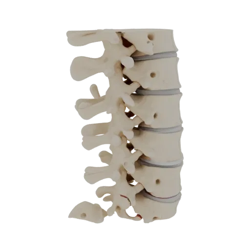 Joint Spine Column 3D model, three-quarter front view, AR viewer studio render, showing bone surfaces, form detail.