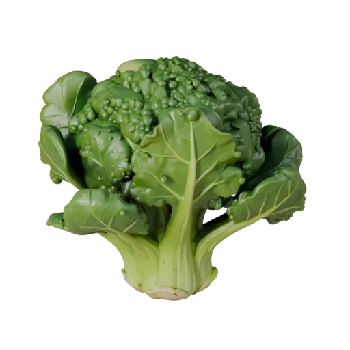 Garden Broccoli Head High Poly 3D model, close-up studio render, showing leaf veins, clear vegetable silhouettes.
