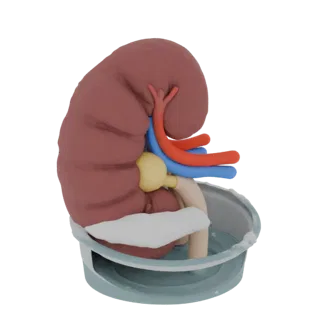 Teaching Kidney Education 3D model, three-quarter training render, showing soft tissue colors, organ silhouette.