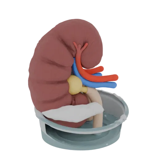 Lehr-Niere 3D-Modell für den Unterricht, Dreiviertel-Trainings-Render, zeigt Weichteilfarben, Organ-Silhouette.